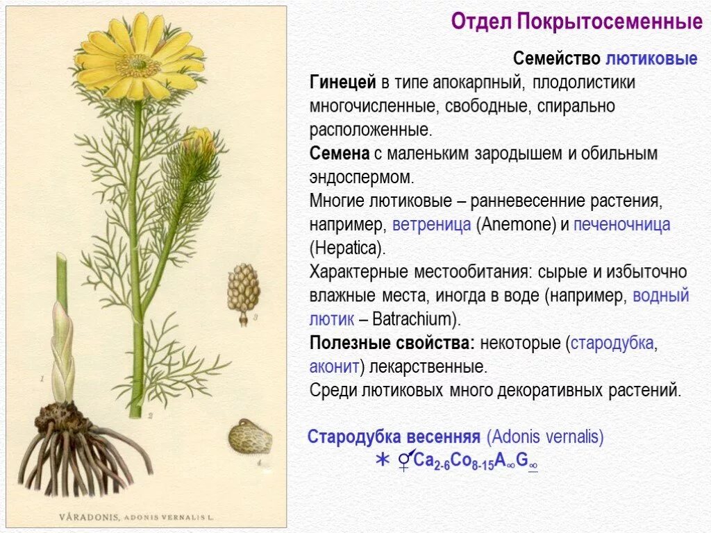 Семейство высших растений. Семейство Лютиковые общая характеристика. Лютиковые гинецей. Семейство Лютиковые представители. Признаки семейства Лютиковые.