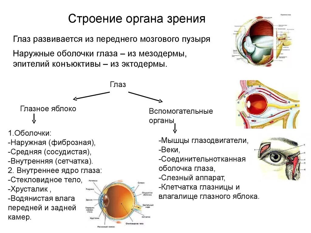 Особенности строения органа зрения. Строение органа зрения (строение глазного яблока).. Строение глазного яблока и вспомогательных органов. Орган зрения топография строение функции. Графологическая схема органа зрения.