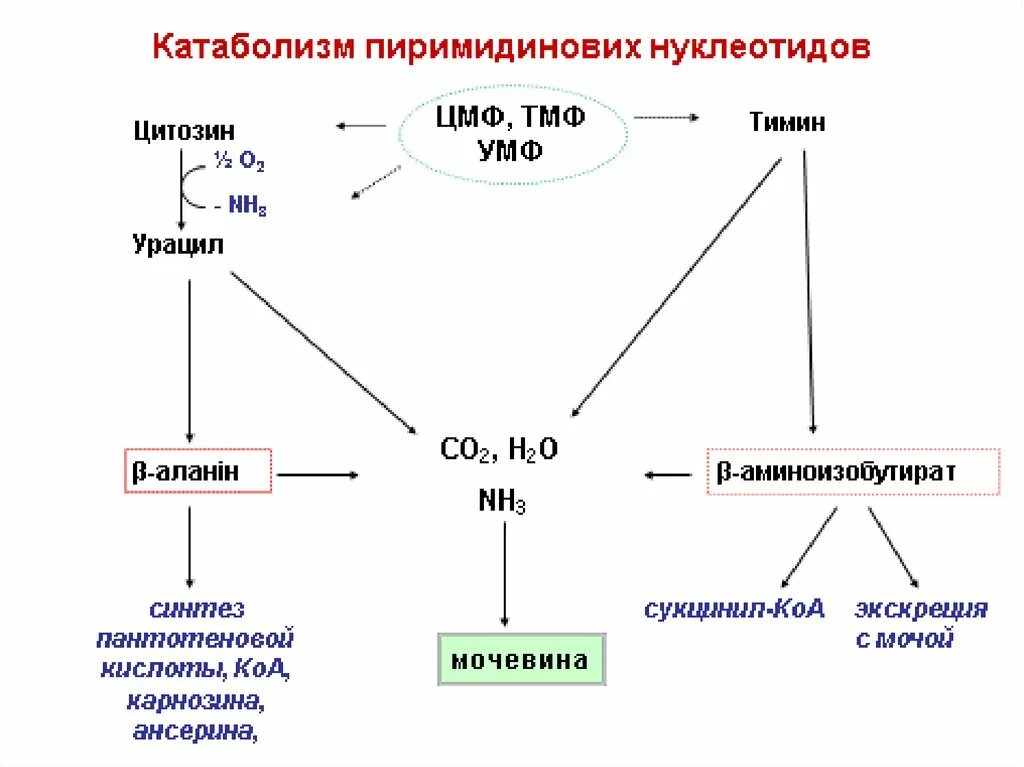 Продукты катаболизма пуриновых нуклеотидов. Конечный продукт катаболизма пуриновых. Катаболизм пуриновых и пиримидиновых оснований биохимия. Продукты катаболизма пиримидиновых нуклеотидов.