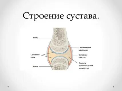 Строение суставов человека анатомия