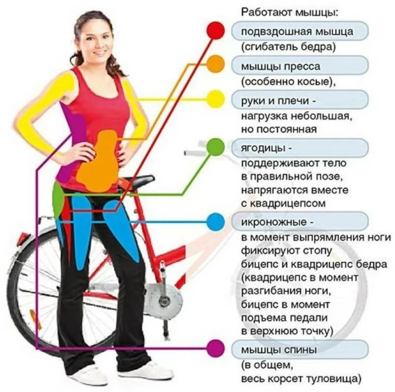 Мышцы задействованные при езде на велотренажере. Мышцы задействованные при езде на велосипеде. Мышцы щадействованные притезде на велосипеде. Группы мышц при езде на велосипеде. Сколько калорий сжигает велосипед