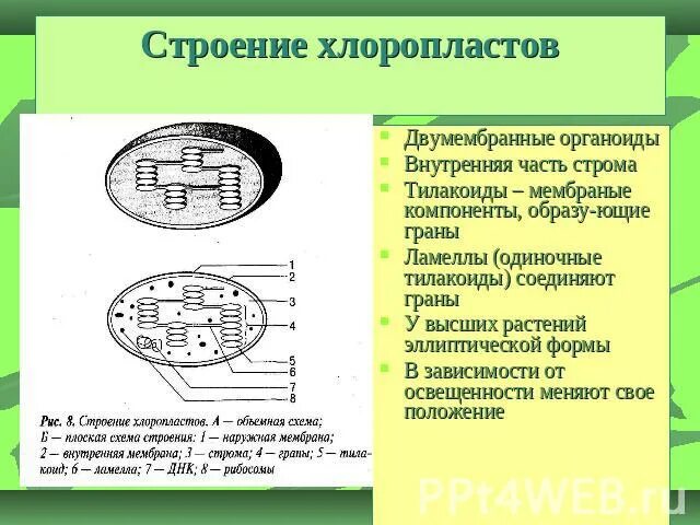 Строение органоида хлоропласта. Строение хлоропласта Ламелла. Хлоропласт строение и функции органоидов. Внутреннее строение хлоропласта. Хлоропласты строение и функции.