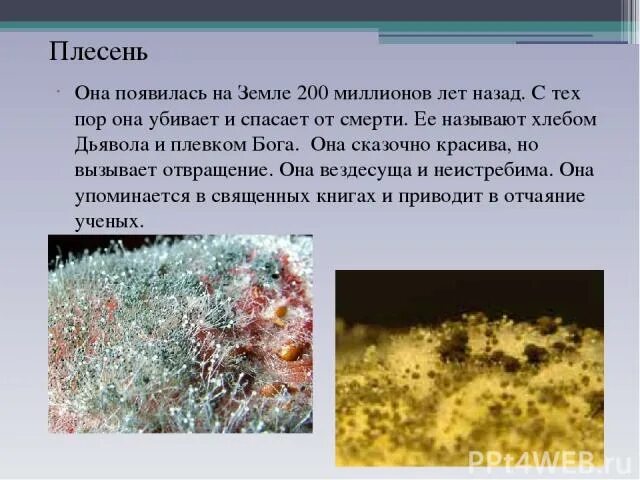 Плесень. Изучение условий роста плесени в разных средах и условиях. Презентация 