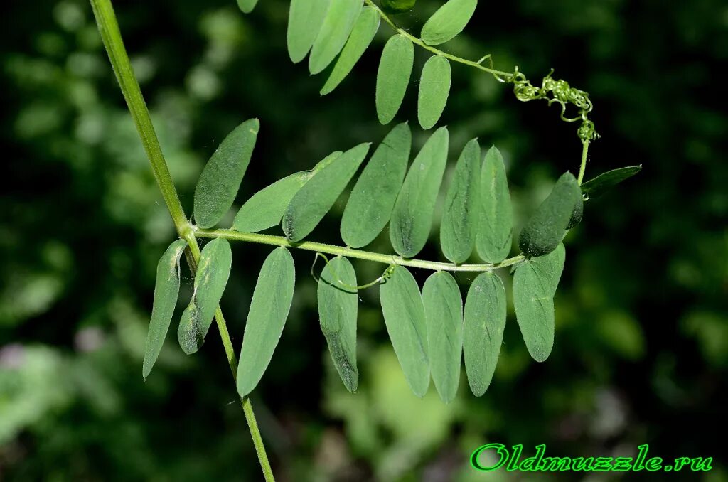 Стебель гороха. Усики гороха на белом фоне. Форма листьев гороха. Прилистники гороха. Фенотип гороха.