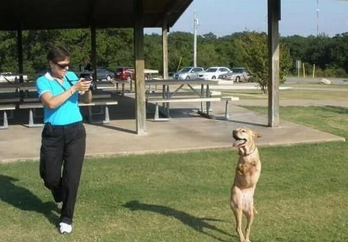 собачка на задних лапках. Faith (вера) – прямоходящая собака. собака ходит как человек. фейт (собака). человек с двумя собаками.