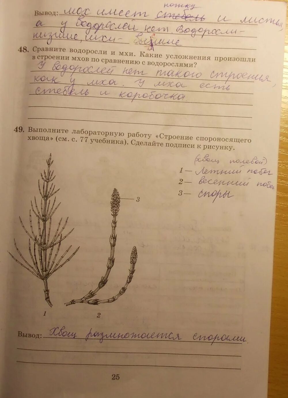 Сравните строение мха и строение водоросли. Гдз биология 5 класс пасечник строение спороносящего хвоща. выполни лабораторную строение спороносящего хвоща. биология 5 класс рабочая тетрадь пасечник моховидные. строение спороносящего хвоща лабораторная работа.