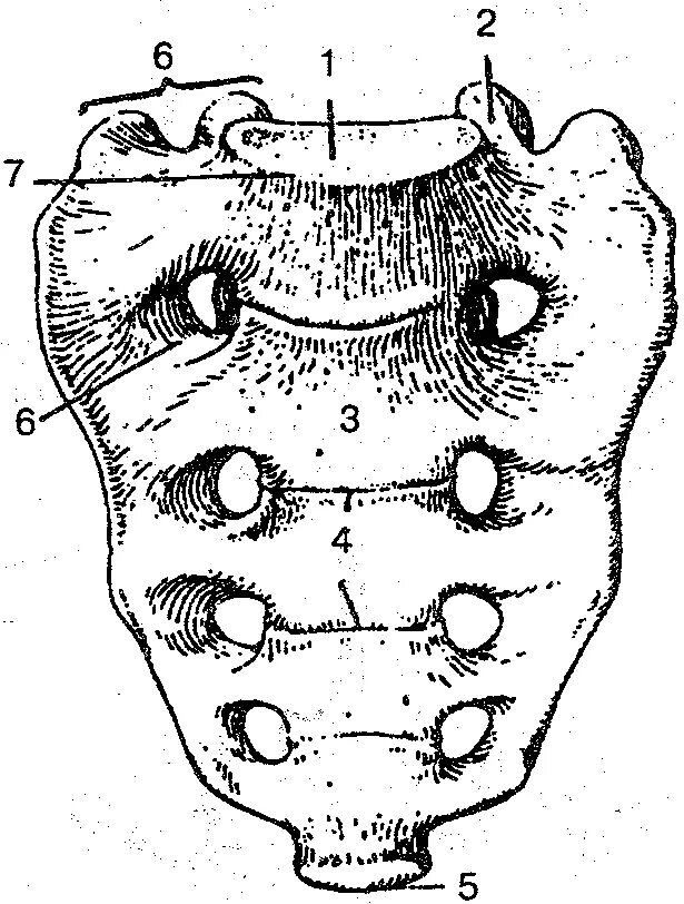 Строение крестца вид спереди. Строение крестцового позвонка. Мыс крестца анатомия. Крестец анатомия вид спереди.