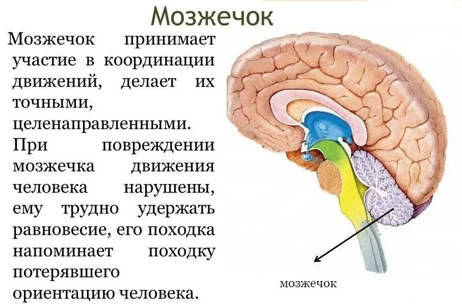 Координация движений регулирует. Функции отделов головного мозга мозжечок. Мозжечок отдел головного мозга строение и функции. Строение мозжечка в головном мозге. Структура мозжечка в головном мозге.