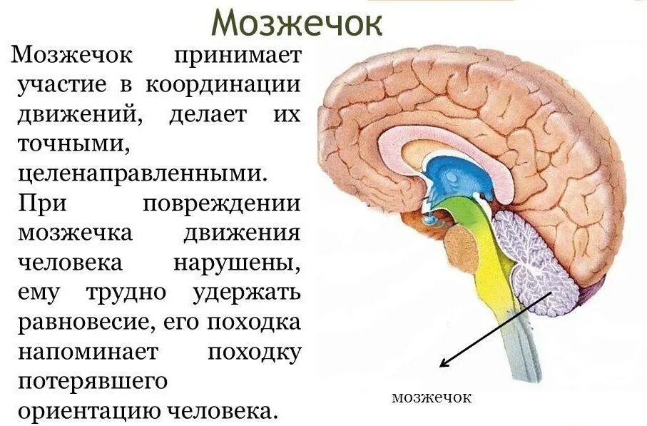 Центр координации движения и равновесия