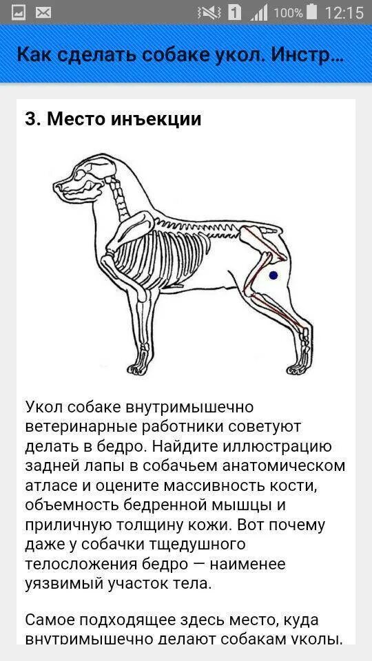 Укол собаке в лапу. Внутримышечная инъекция собаке схема. Куда колоть собаке внутримышечно укол схема. Куда делать укол собаке внутримышечно схема. Куда собаке колоть укол в мышцу.