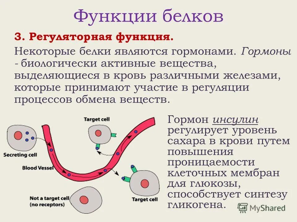 Регуляторная функция белков инсулин. Гормон инсулин функция Регуляторная. Инсулин функция белка. Регуляторная функция белков примеры. Биологически активные вещества выделяемые в кровь