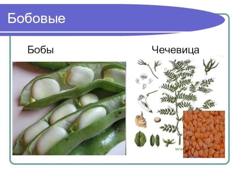 Бобовые двудольные. Растения семейства бобовых. Представители бобовых растений. Растения из семейства Мотыльковые. Горох биология 6 класс