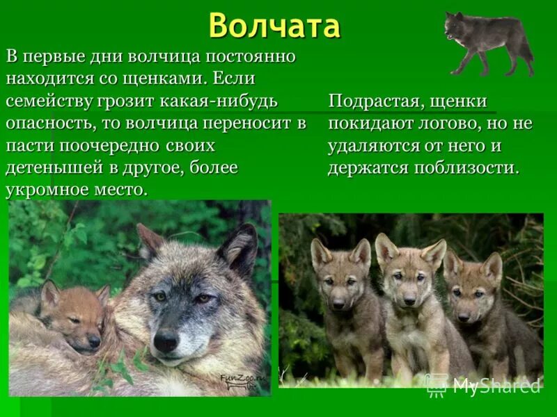 составить предложение со словом волчонок. обозначь суффиксы в словах. составить предложение со словом волчонок. сказочная история про волка. доклад про волка.