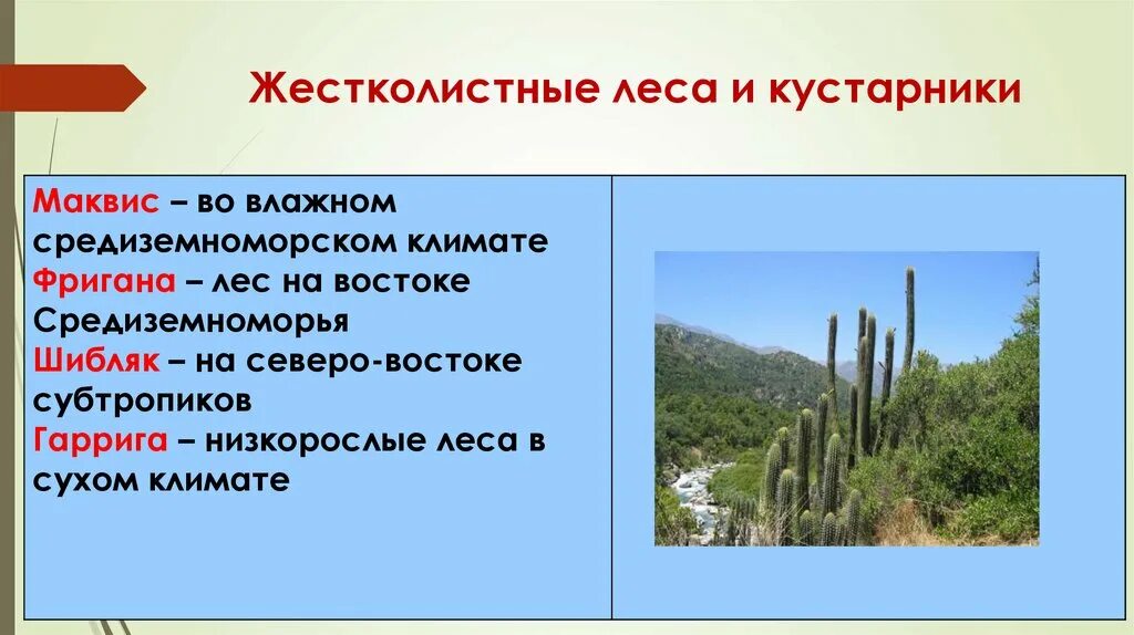 Климат жестколистных вечнозеленых. Австралия жестколистные леса почва. Жестколистные вечнозеленые леса и кустарники климат. Природные зоны жестколистные леса и кустарники. Жестколистные леса и кустарники климатический пояс.