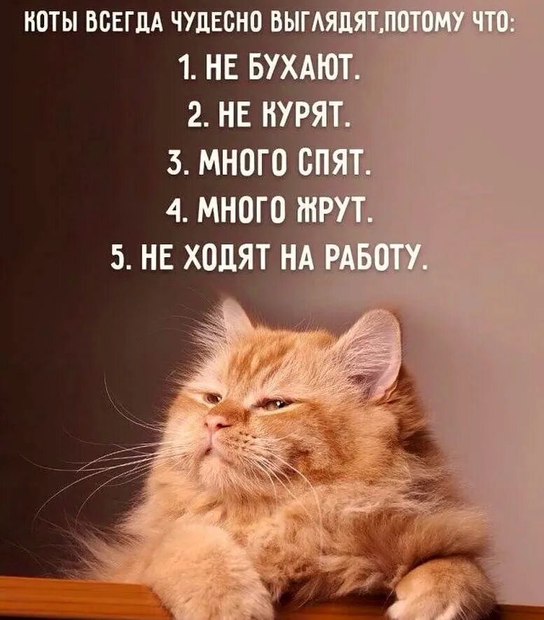 Про котиков лучше. Про котиков лучше