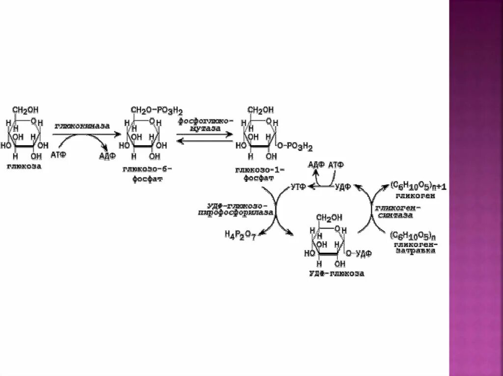 Глюкоза гликоген реакция. Синтез и распад гликогена. Синтез гликогена биохимия. Схема Синтез и распад распад гликогена. Гормональная регуляция гликогена.