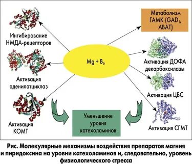 Биологическая роль ионов магния