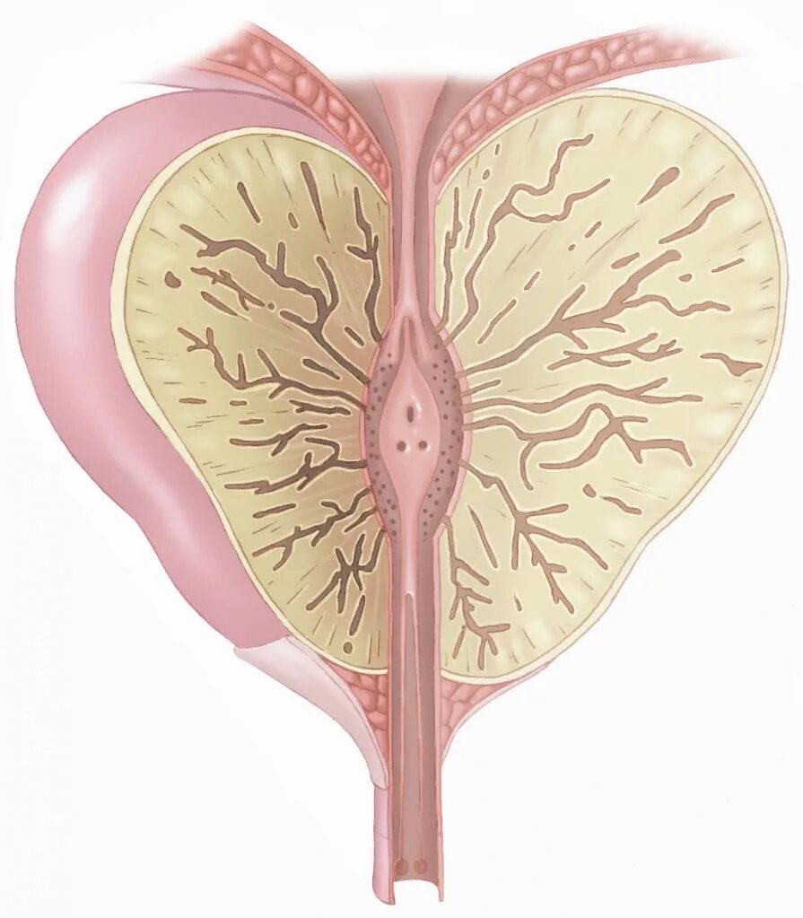Где у мужчин находится простата как нащупать. Предстательная железа, Prostata. Анатомия аденомы предстательной железы. Мочевой пузырь предстательная железа анатомия. Анатомия мочевого пузыря, простата.