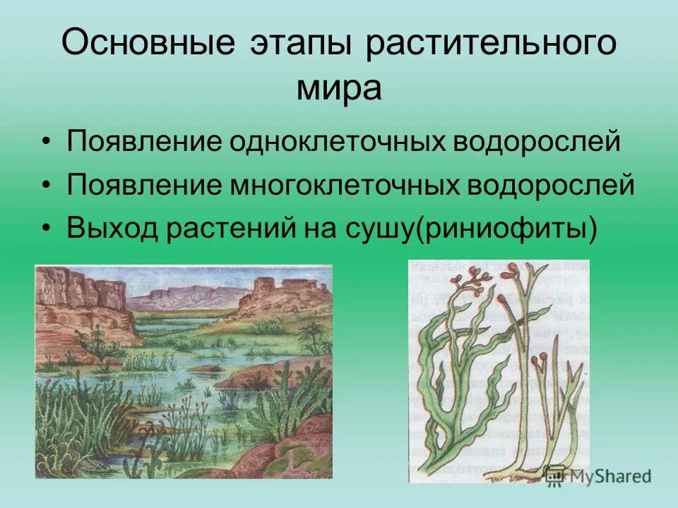 Многоклеточные водоросли голосеменные псилофиты. Эволюционные преобразования у растений. Многоклеточные водоросли голосеменные псилофиты. Многоклеточные водоросли голосеменные псилофиты. Многоклеточные водоросли голосеменные псилофиты.