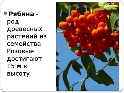 Проверочное слово к слову рябина