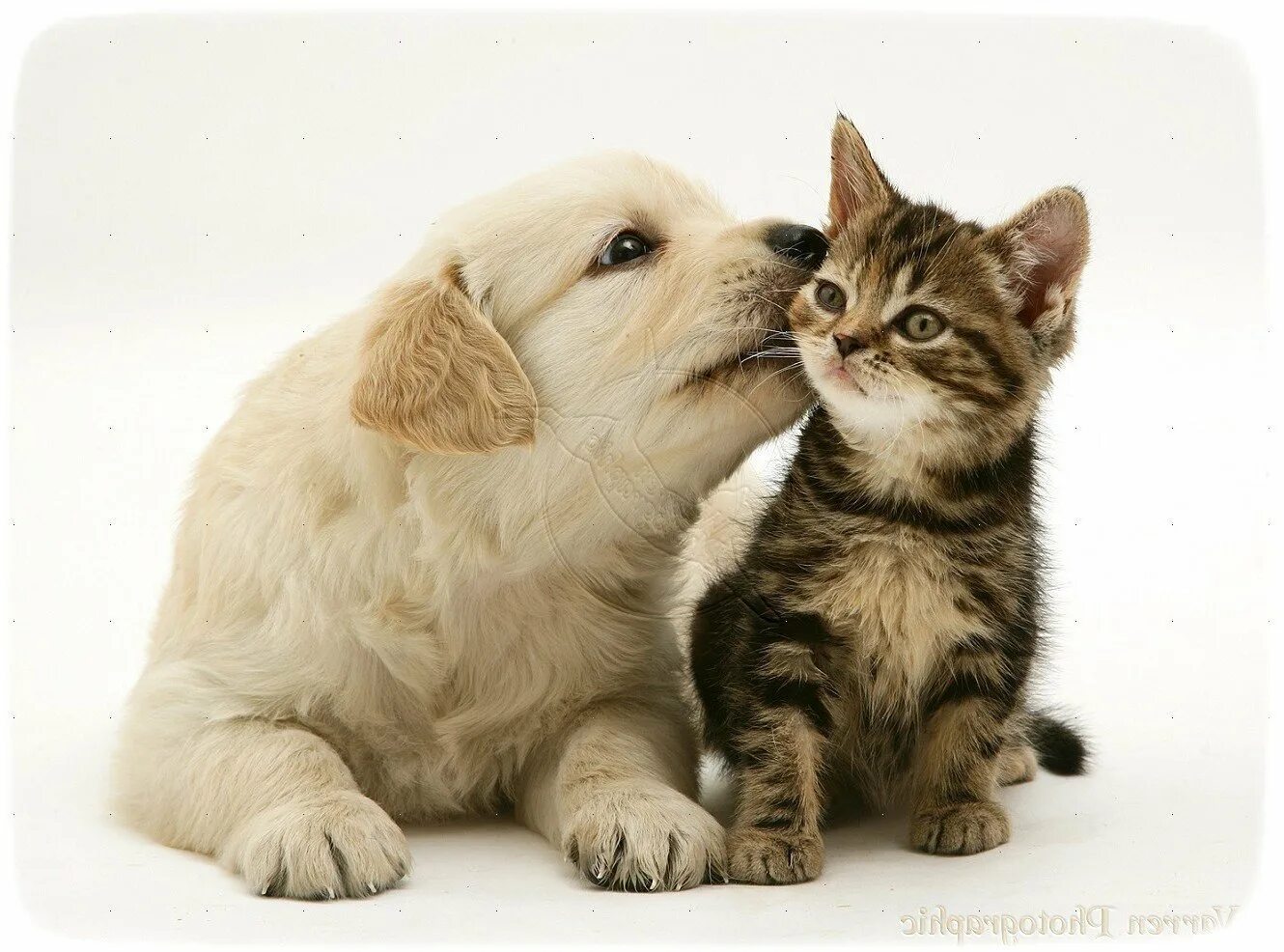Кошечки собачки мир. Собачки и кошечки. Кошечка. Милые собачки и кошечки. Щенок и котенок.