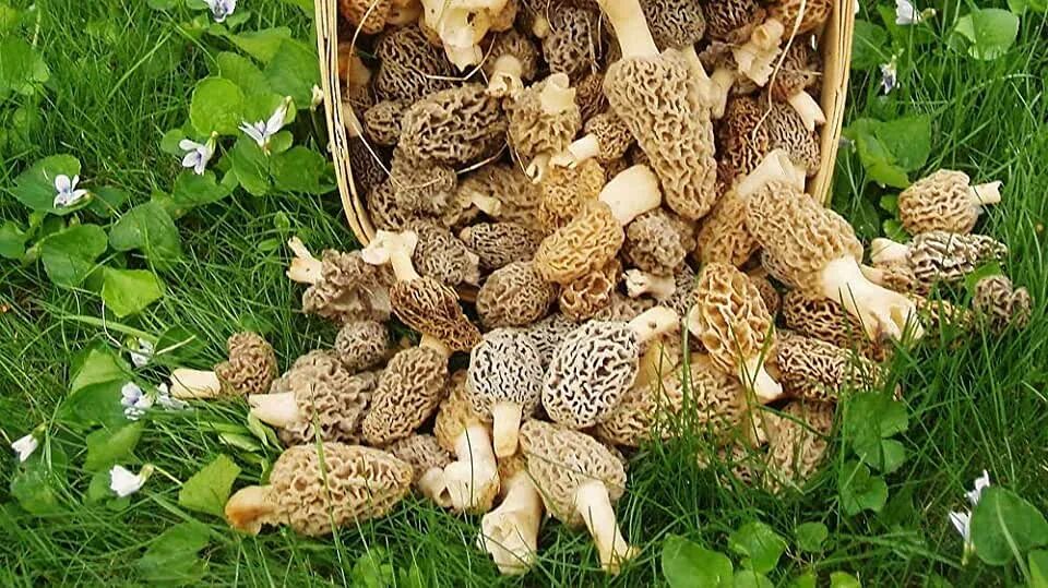 Сморчки грибы чем полезны для организма человека. Сморчки грибы. сморчок полевой. сморчок съедобные грибы. сморчки morchella.