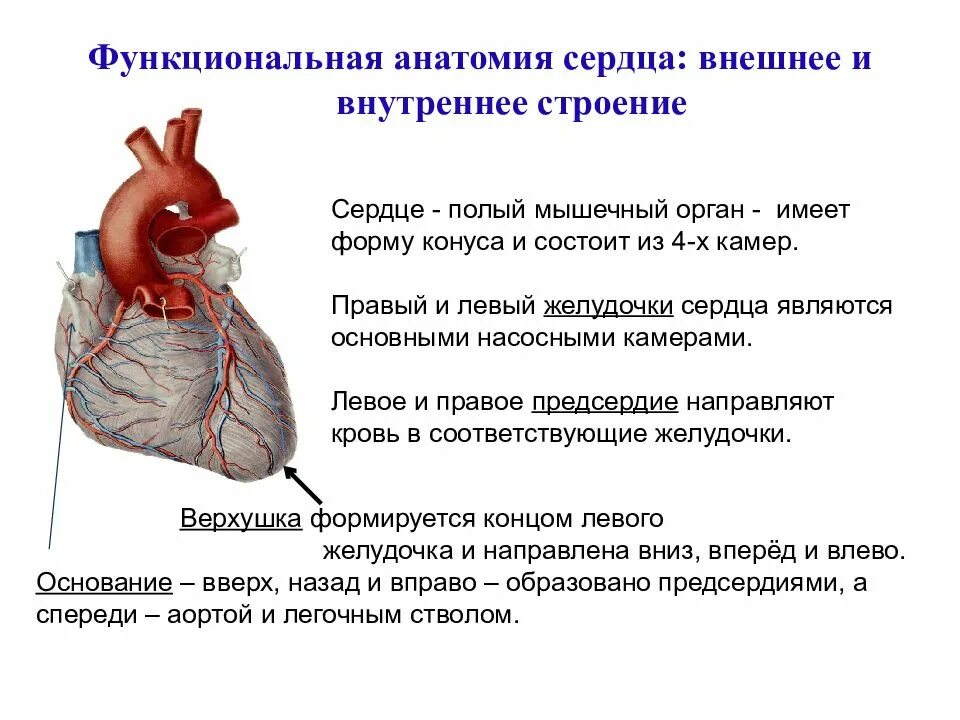 Сердечная строение и функции. Функции сердца анатомия. Сердце анатомия верхушка и основание. Функциональная анатомия сердца. Внешнее и внутреннее строение сердца анатомия.