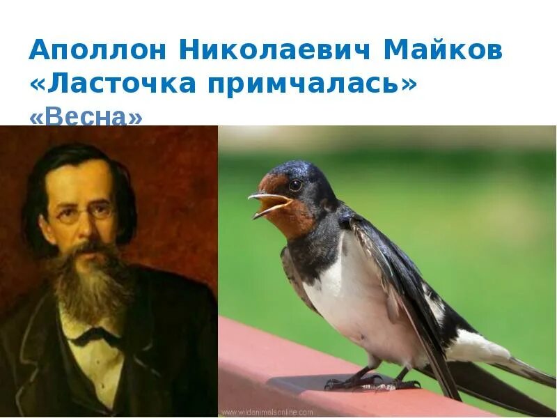 Аполлон Николаевич Майков ласточки. Аполлон Майков Ласточка примчалась. Майкова Ласточка примчалась. Майков Аполлон Николаевич Ласточка стихотворение.