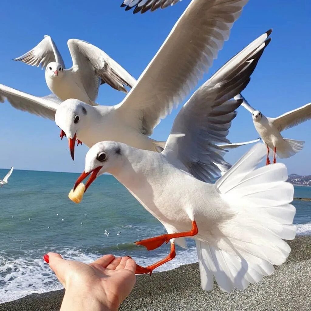 Кормить море. Лебеди в евпатории на море. Ластоногие гренландский тюлень. Чайки птицы. Нерпа рыба.