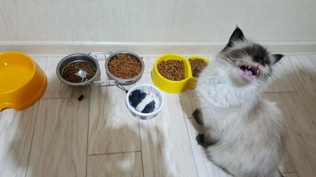Оставляем кошку на неделю дома