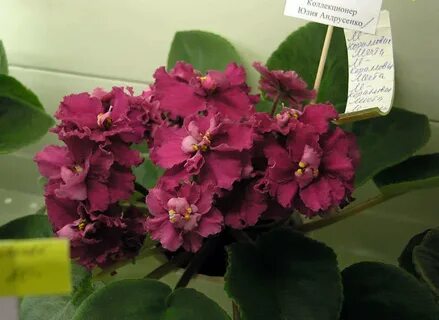 Фиалка коралловая мечта