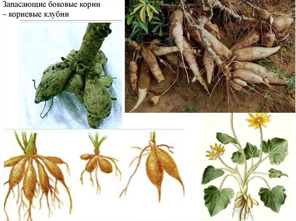 Видоизмененные корни клубеньки. Чистяк корнеклубни. Корнеклубни батата. Корневые клубни чистяка.