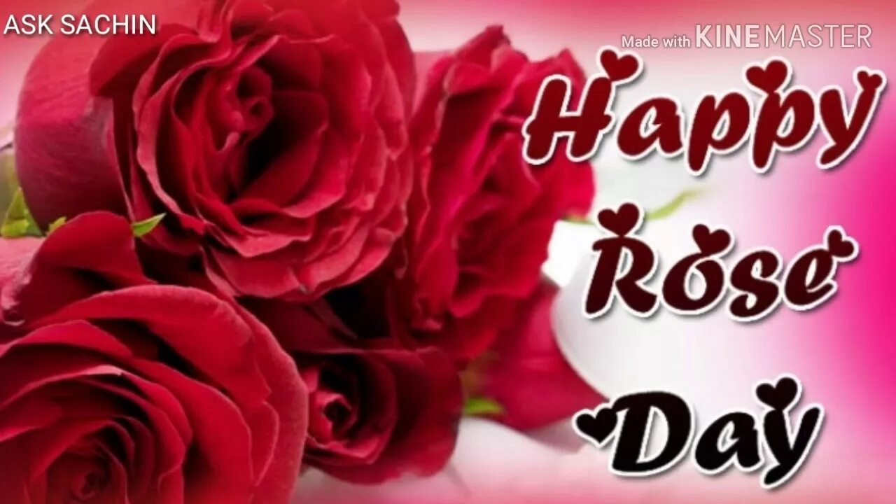 Good day розы. The day rose. Happy rise. Saint rose обои. The day rose.