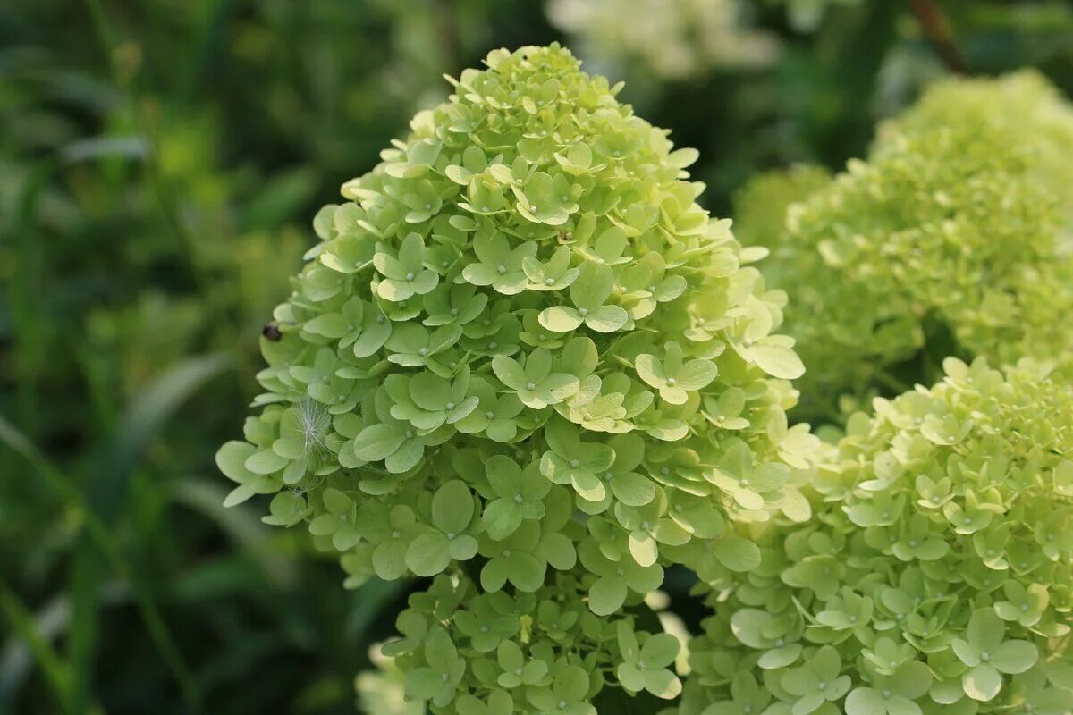 Метельчатые : Hydrangea paniculata White Wedding-Гортензия метельчатая White Wed