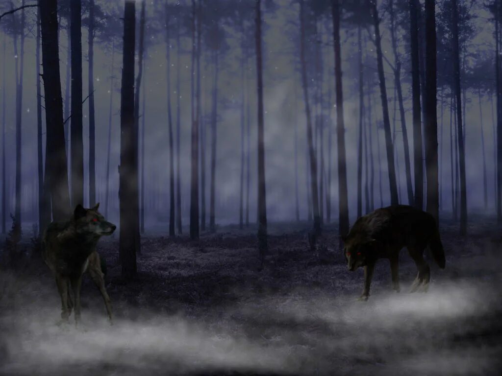 Волк выходит ночью. Волк в лесу ночью. Волк в темном лесу. Волк мрачный лес. Волки в ночных лесах.