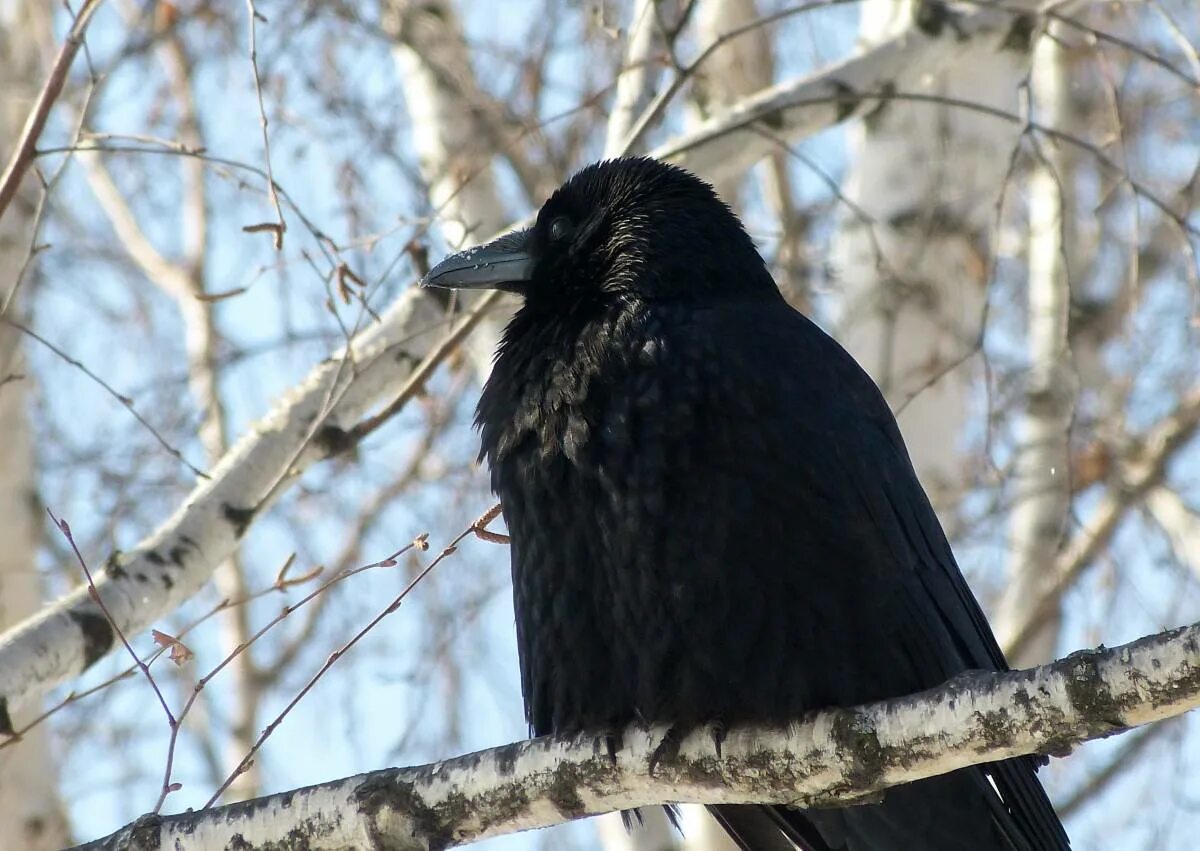 Черная ворона - Corvus Corone. Ворон Краснодарский край. Белоклювый ворон. Большая черная птица похожая на ворона.