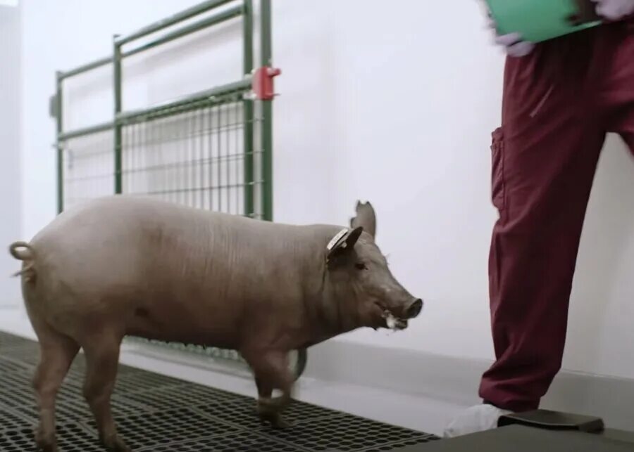 Илон Маск чипировал свинью. Свинья с имплантированным чипом.