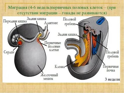 Половая миграция