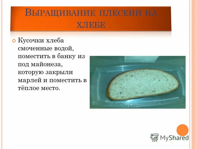 головчатая плесень мукор. кусочек белого хлеба с плесенью. полезна кусок хлеба. плесень на кусочке хлеба. экспериментатор поместил кусочек хлеба.