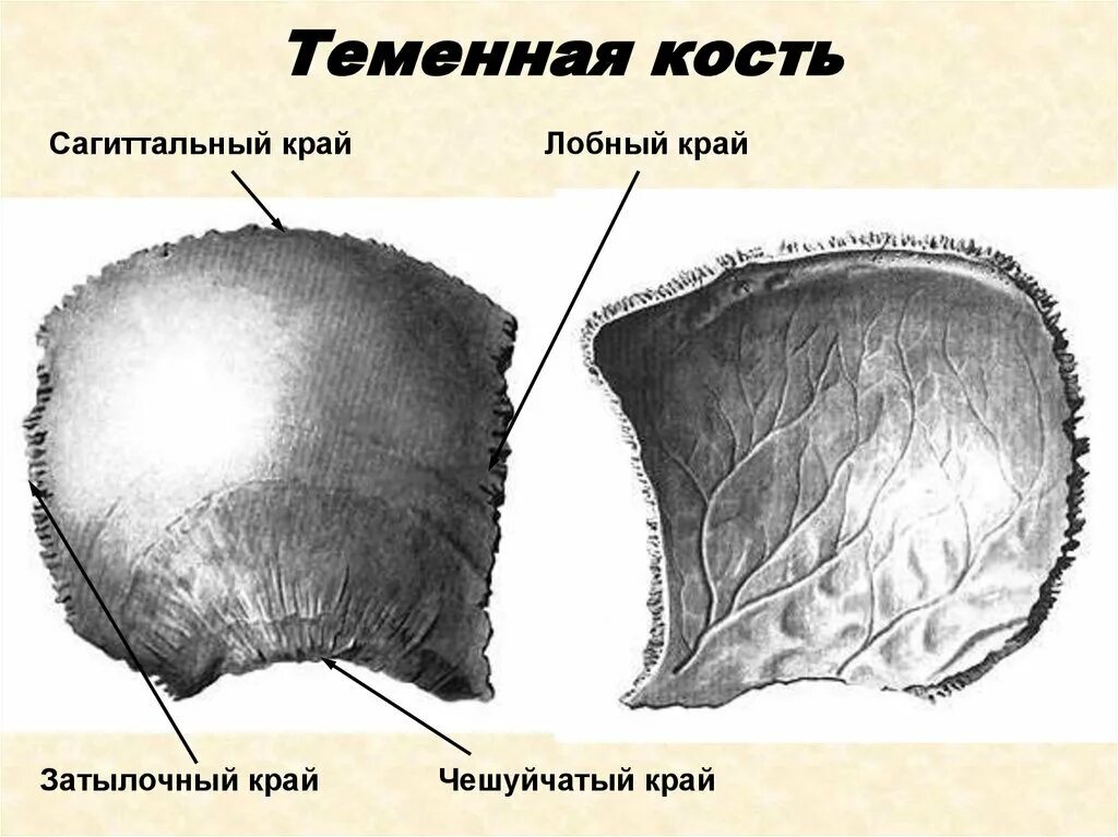 Теменная кость строение. Теменная кость анатомия строение. Теменная кость черепа строение. Кости черепа человека анатомия теменная кость.