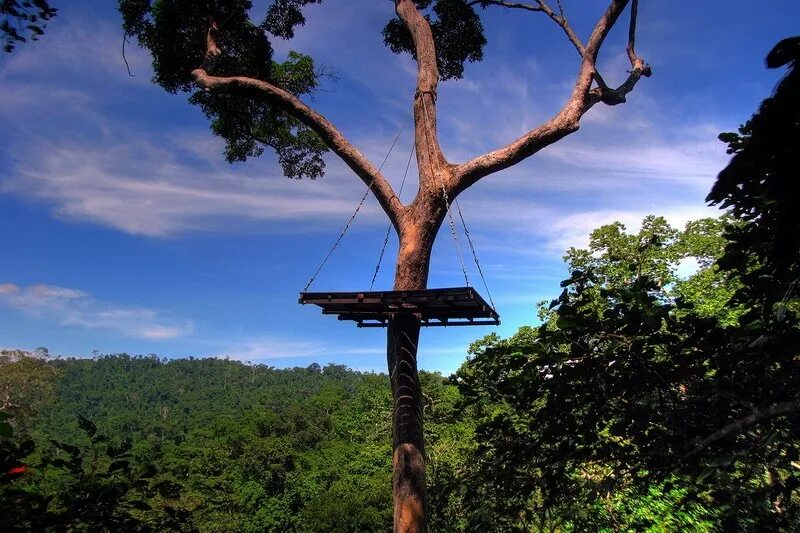 Полет гиббона пхукет. Полет гиббона паттайя. flight of the gibbon, парк ангкор (камбоджа).