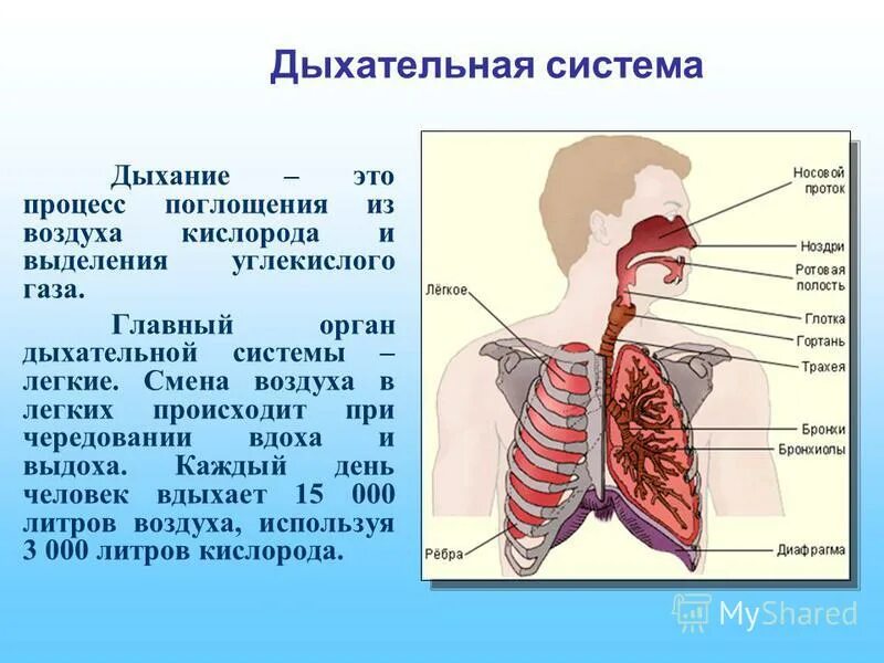 Органы дыхания. Органы дыхательной системы. Строение органов дыхательной системы. Дыхательная система картинки. Роль дыхательной системы 3 класс