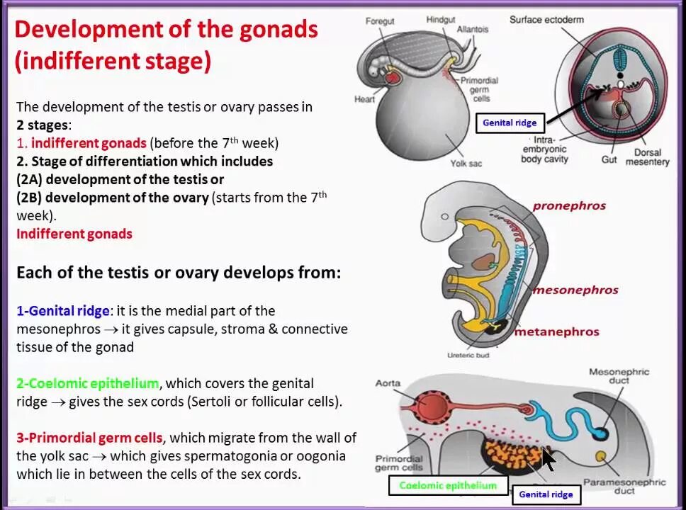 The development of small and. Развитие гонад. embryology of urinary system. development of testis.