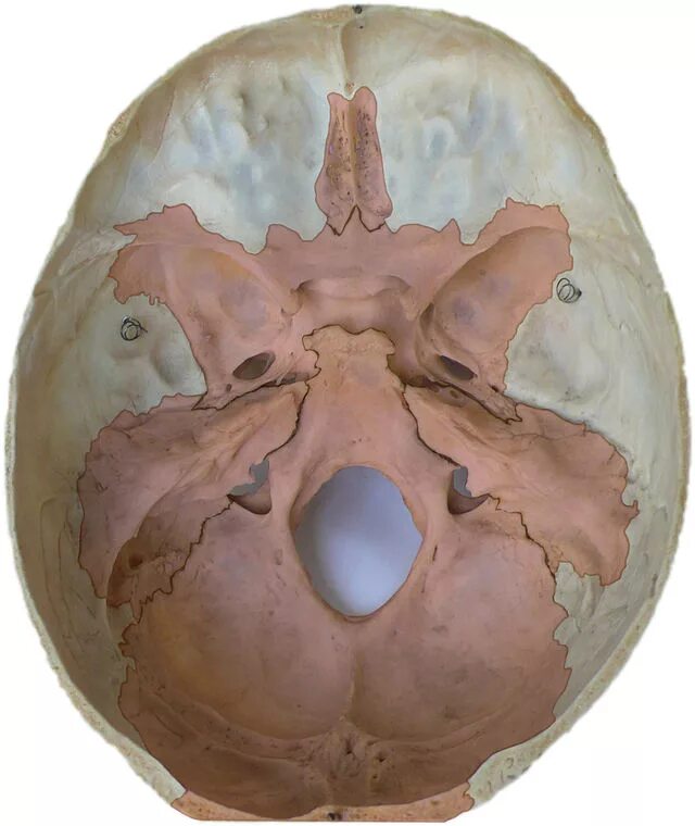 Области основания черепа. Кость основания черепа. Внутреннее основание черепа. Основание костей черепа. Внутренняя поверхность основания черепа.