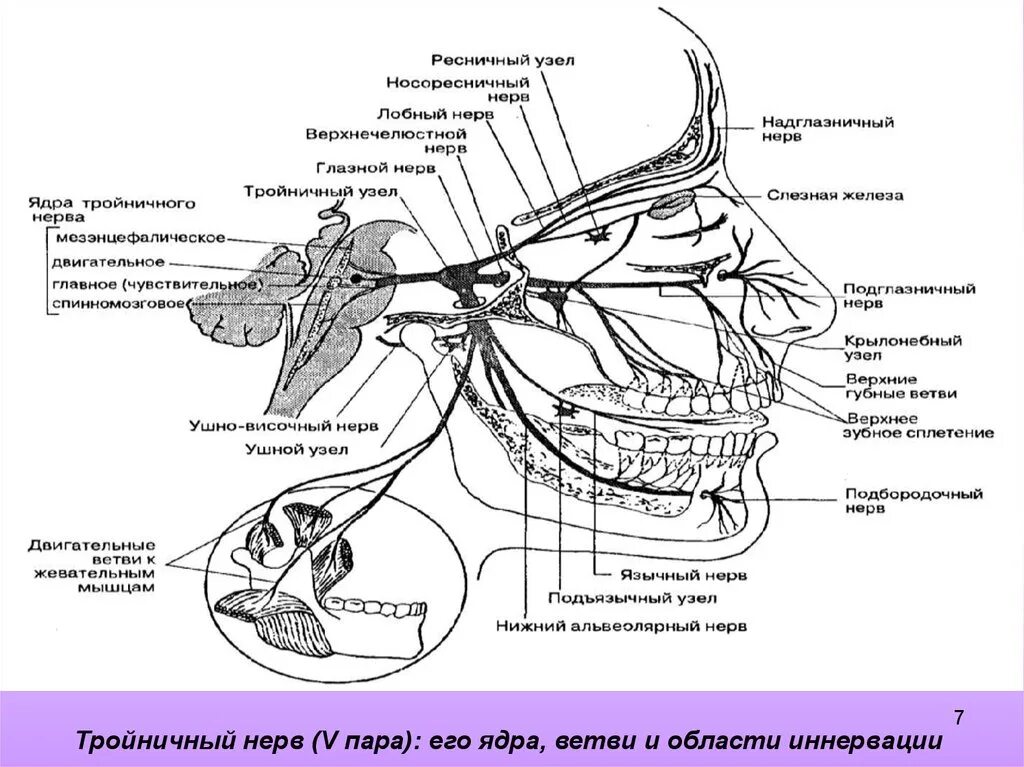 Тройничный нерв ветви ядра. Ветви тройничного нерва таблица. 3 Черепной нерв схема. Тройничный нерв 5 пара ЧМН. Нервы лицевой области