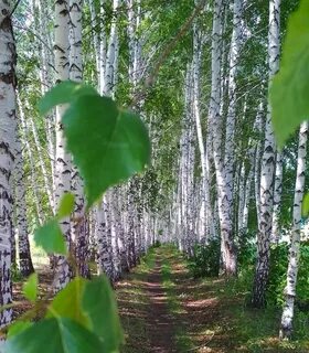 Березовые рощи долго не желтели