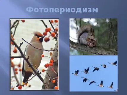 Фотопериодизм это в биологии