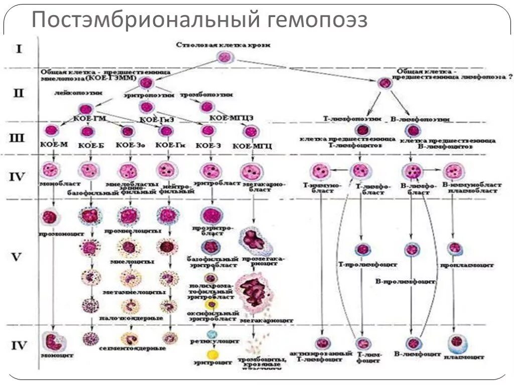 Схема гемопоэза гистология. Схема кроветворения по Черткову и Воробьеву. Схема кроветворения Воробьева. Гемопоэз схема кроветворения.