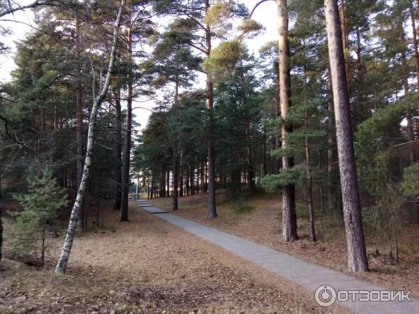 Парк белые Пески в Сосновом Бору. Сосновый Бор Ленинградская область парк белые Пески. Г. Сосновый Бор, парк «белые Пески». Природном парке «белые Пески» Сосновый Бор. Почему бор назвали бор