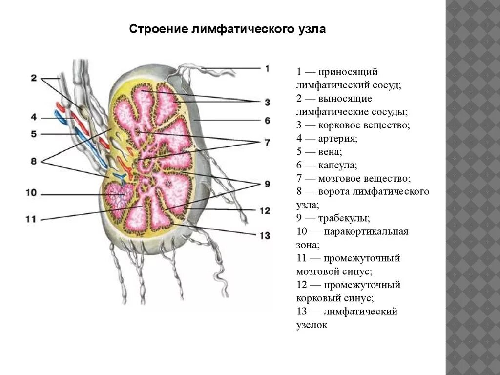 Сердце лимфатические сосуды. Лимфоузлы почки анатомия. Строение лимфатического сосуда и лимфатического узла. Строение лимфатических сосудов и узлов. Почка строение лимфатический сосуд.